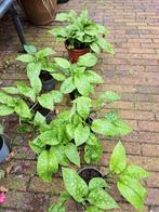 Longkruid/Pulmonaria, mooie, goed gewortelde stekken, Tuin en Terras, Planten | Tuinplanten, Ophalen, Zomer