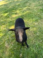 Mak ooi lam, Vrouwelijk, Schaap, 0 tot 2 jaar