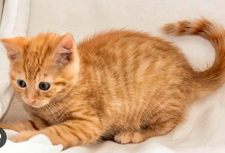 Kitten gezocht geboren midden okt/midden nov., Dieren en Toebehoren, Katten en Kittens | Overige Katten, Kater