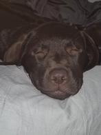 Labrador chocolade bruin 10-04-2025 middelgroot, 15 weken tot 1 jaar, CDV (hondenziekte), Teef, Labrador retriever