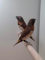 2-2 Bruinborst rietvinken, Dieren en Toebehoren, Vogels | Overige Vogels, Meerdere dieren, Tropenvogel, Geringd