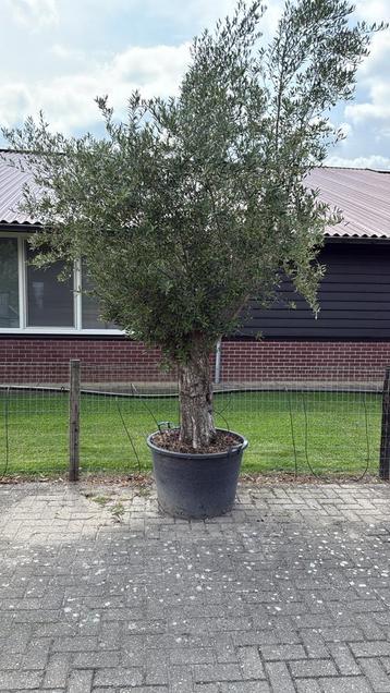 Grote Olijfboom in Pot - 320cm beschikbaar voor biedingen