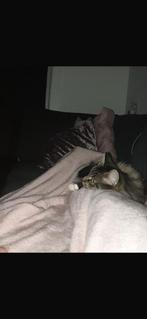 Poes kruising noorse boskat, Dieren en Toebehoren, Katten en Kittens | Raskatten | Langhaar, Poes