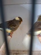 3 koppels glosters, Dieren en Toebehoren, Meerdere dieren, Kleurkanarie