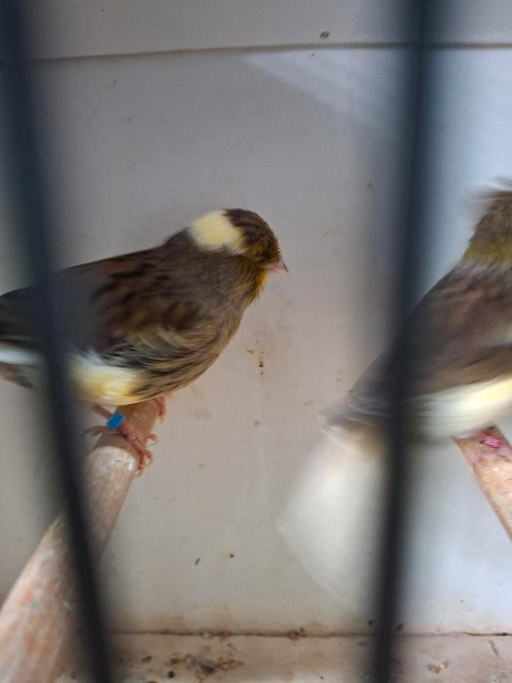 3 koppels glosters, Dieren en Toebehoren, Vogels | Kanaries, Kleurkanarie, Meerdere dieren