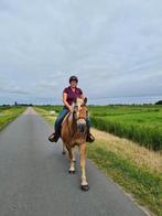 Lieve, gevoelige haflinger ruin 13 jaar, B, Gechipt, Ruin, 11 jaar of ouder