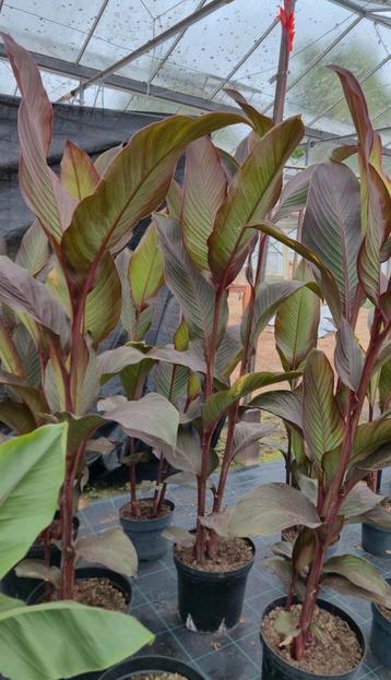 Musafolia 'Rubrum' - bananen canna beschikbaar voor biedingen