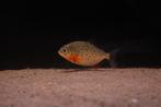 Roodbuik Piranha – Pygocentrus nattereri, Dieren en Toebehoren, Vissen | Aquariumvissen, Vis, Zoetwatervis, Schoolvis