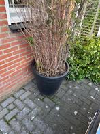 Bamboe in pot - direct op te halen!, Tuin en Terras, Ophalen, Vaste plant, Siergrassen, Bloeit niet