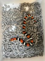 1.1 xenodon pulcher, Slang, 0 tot 2 jaar