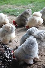 Broedeieren mix van onze mooie Cochin kriel kippen, Kip, Geslacht onbekend