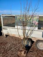 Meerstammige krentenboom, amelanchier,  175 cm €40,-, Meerdere dieren