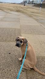 Cane corso, Dieren en Toebehoren, 15 weken tot 1 jaar, Reu, Eén hond, Klein