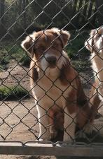 Australian Shepherd pups met stamboom uit kampioenslijn, Dieren en Toebehoren, 8 tot 15 weken, Meerdere, Meerdere dieren, Herder