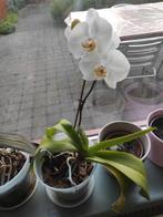 Orchidee in elho pot, Ophalen, Overige soorten, Minder dan 100 cm