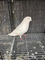 Hoogvliegers perzieche duiven, Dieren en Toebehoren, Mannelijk, Postduif