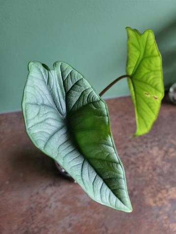 Alocasia Platinum #4 beschikbaar voor biedingen