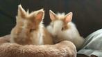 Kindvriendelijke dwergjes, leeuwenkopjes, fluffies+vosjes, Dieren en Toebehoren, Konijnen, Meerdere dieren, Dwerg, 0 tot 2 jaar