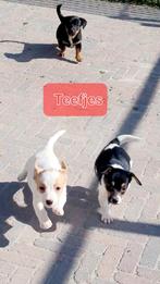 Jack Russell Russel pups Black en tan Golden bont Driekleur, Dieren en Toebehoren, Honden | Jack Russells en Terriërs, Jack Russell Terriër