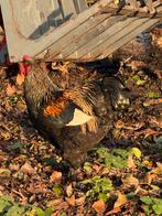 Te koop diverse hanen, Dieren en Toebehoren, Pluimvee, Mannelijk, Kip
