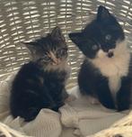 Kittens  Siberische van 9 weken, Dieren en Toebehoren, Katten en Kittens | Raskatten | Langhaar, Meerdere dieren, Ontwormd