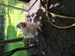 Brahma kriel hanen, Dieren en Toebehoren, Pluimvee, Vrouwelijk, Kip