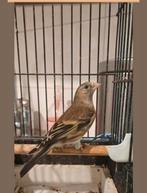 Putter x roodmus goede zanger, Dieren en Toebehoren, Vogels | Overige Vogels, Mannelijk, Wildzangvogel, Geringd