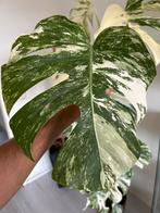 Monstera albo variegata, Huis en Inrichting, Overige soorten, In pot, Minder dan 100 cm, Groene kamerplant