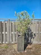 Olijfboom in pot | Hoogte inc pot 200cm | ex Pot 150cm, 100 tot 250 cm, Olijfboom, Ophalen, Volle zon