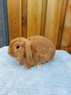 Te koop mooie Orange raszuivere nhd ram !, Dieren en Toebehoren, Konijnen, Mannelijk, Dwerg, Hangoor, 0 tot 2 jaar