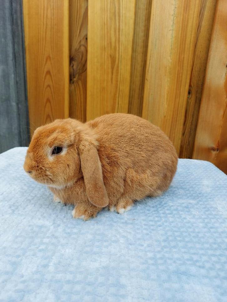 Te koop mooie Orange raszuivere nhd ram !, Dieren en Toebehoren, Konijnen, Dwerg, Mannelijk, 0 tot 2 jaar, Hangoor