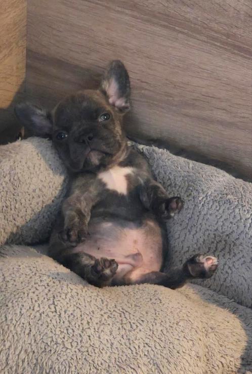🥰Super leuke, gezonde franse bulldog pups nog 2 reutjes  🥰, Dieren en Toebehoren, Honden | Bulldogs, Pinschers en Molossers