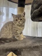 Twee kleine kittens, Dieren en Toebehoren, Katten en Kittens | Overige Katten, Kater