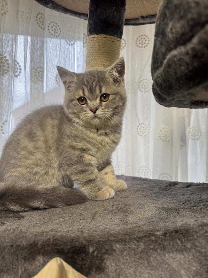 Twee kleine kittens, Dieren en Toebehoren, Katten en Kittens | Overige Katten, Kater