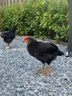 3 prachtige hanen 7 weken oud, Dieren en Toebehoren, Pluimvee, Mannelijk, Kip