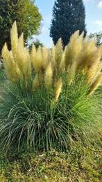 Pampas pluimen vers van plant, Ophalen, Siergrassen, Volle zon