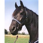 friese vlag paardenhalsters, Ophalen of Verzenden, Nieuw, Overige soorten