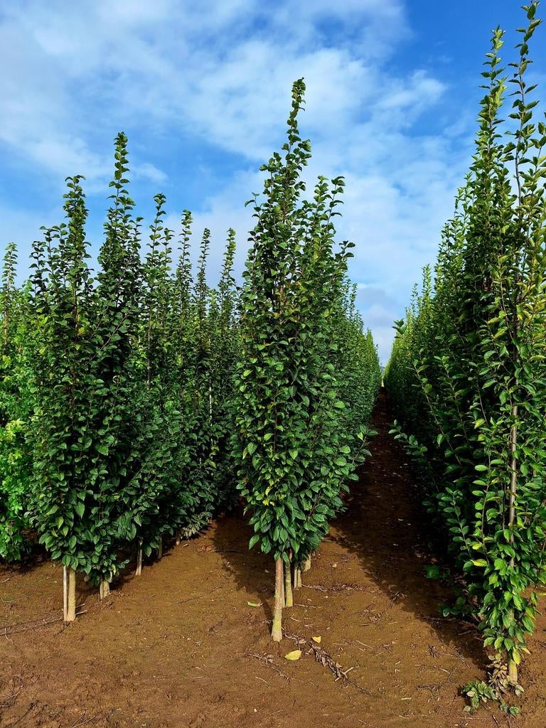 Carpinus betulus 'Fastigiata' 🌿 zuilboom, Tuin en Terras, Ophalen, Volle zon, Overige soorten
