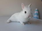 Konijn, Dieren en Toebehoren, Mannelijk, Middelgroot, 0 tot 2 jaar