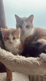1 kitten mag gelijk naar nieuw huisje, Dieren en Toebehoren, Meerdere dieren