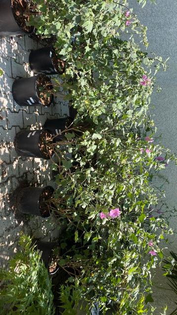 Lavatera rosea  beschikbaar voor biedingen