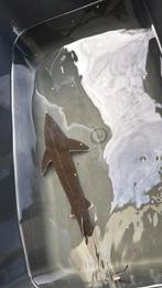 Sterlet steur, Dieren en Toebehoren, Steur