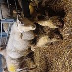 2 fles lammeren ram en ooi, Meerdere dieren, Schaap, 0 tot 2 jaar