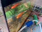 Gratis twee goudvissen a 10cm ongeveer, Dieren en Toebehoren, Vissen | Aquaria en Toebehoren, Ophalen, Zo goed als nieuw