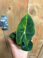 Alocasia frydek variegata plant aurea yellow green, Huis en Inrichting, Kamerplanten, Ophalen of Verzenden, Halfschaduw, Minder dan 100 cm