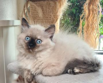 Kitten Britse langhaar X Neva Masquerade beschikbaar voor biedingen