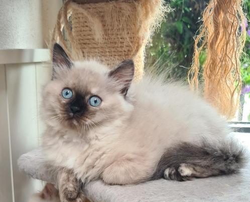 Kitten Britse langhaar X Neva Masquerade, Dieren en Toebehoren, Katten en Kittens | Raskatten | Langhaar, Poes, 0 tot 2 jaar, Ontwormd
