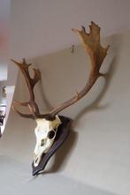 gewei damhert   groot  In mooie staat, Ophalen of Verzenden, Gebruikt, Hert, Gewei of Kop