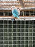 Agapornis koppel fisheri / bewezen koppel/turquoise, Dieren en Toebehoren, Meerdere dieren, Dwergpapegaai of Agapornis