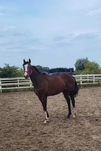 Nieuwe advertentie Super braaf gereden paard., Dieren en Toebehoren, Paarden, B, Ruin, 3 tot 6 jaar, Recreatiepaard